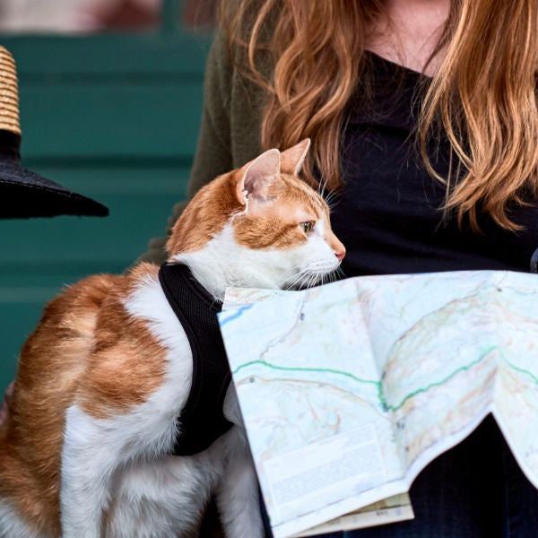 Pet Friendly Places To Travel To In The UK