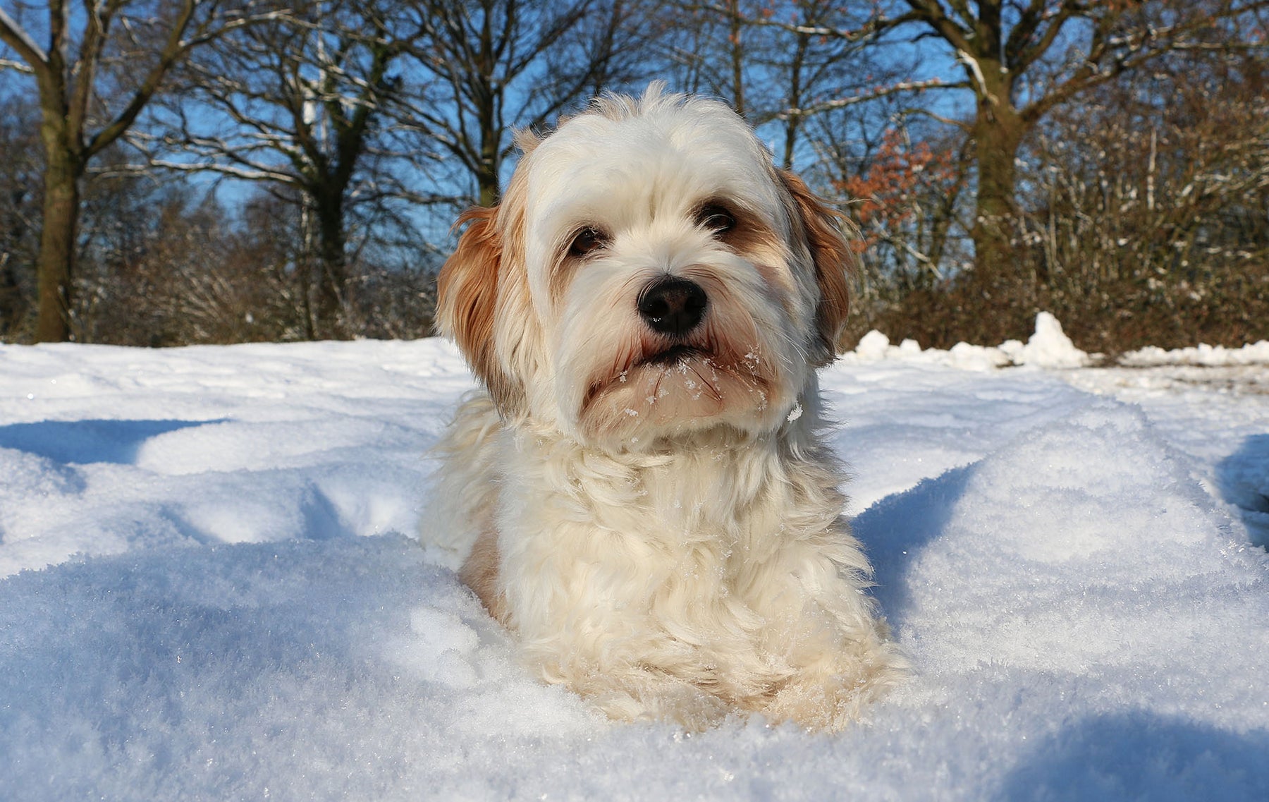 Stop Your Dog Getting Cold on Winter Walks