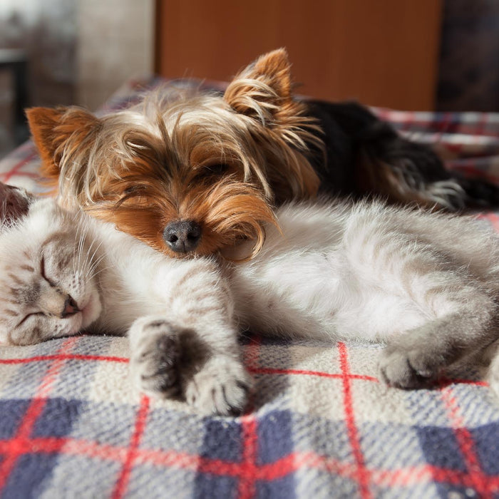 How to Introduce a New Pet To Your Other Pets