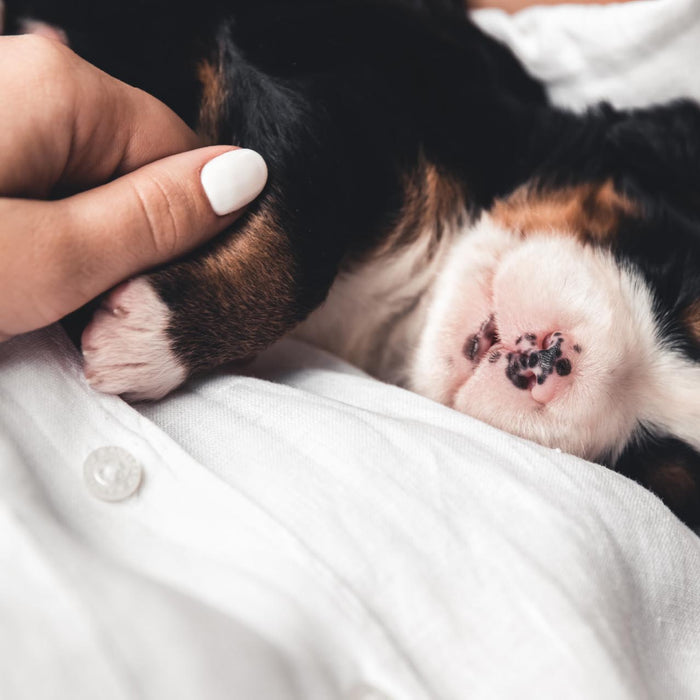 New Puppy Checklist: Everything You’ll Need