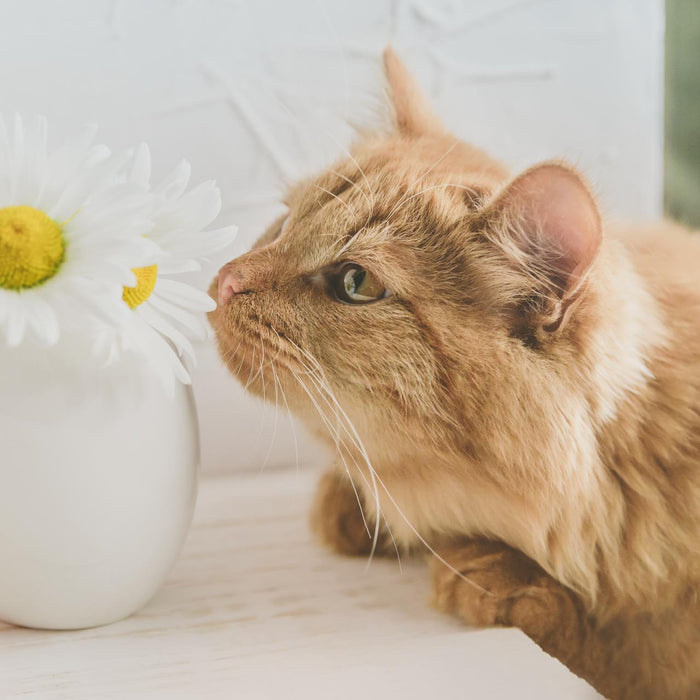 Which Spring Flowers Are Poisonous To Cats?