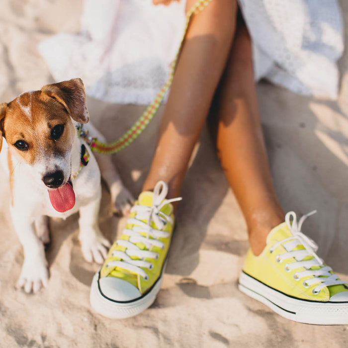 How to Keep Your Dog Cool in Summer
