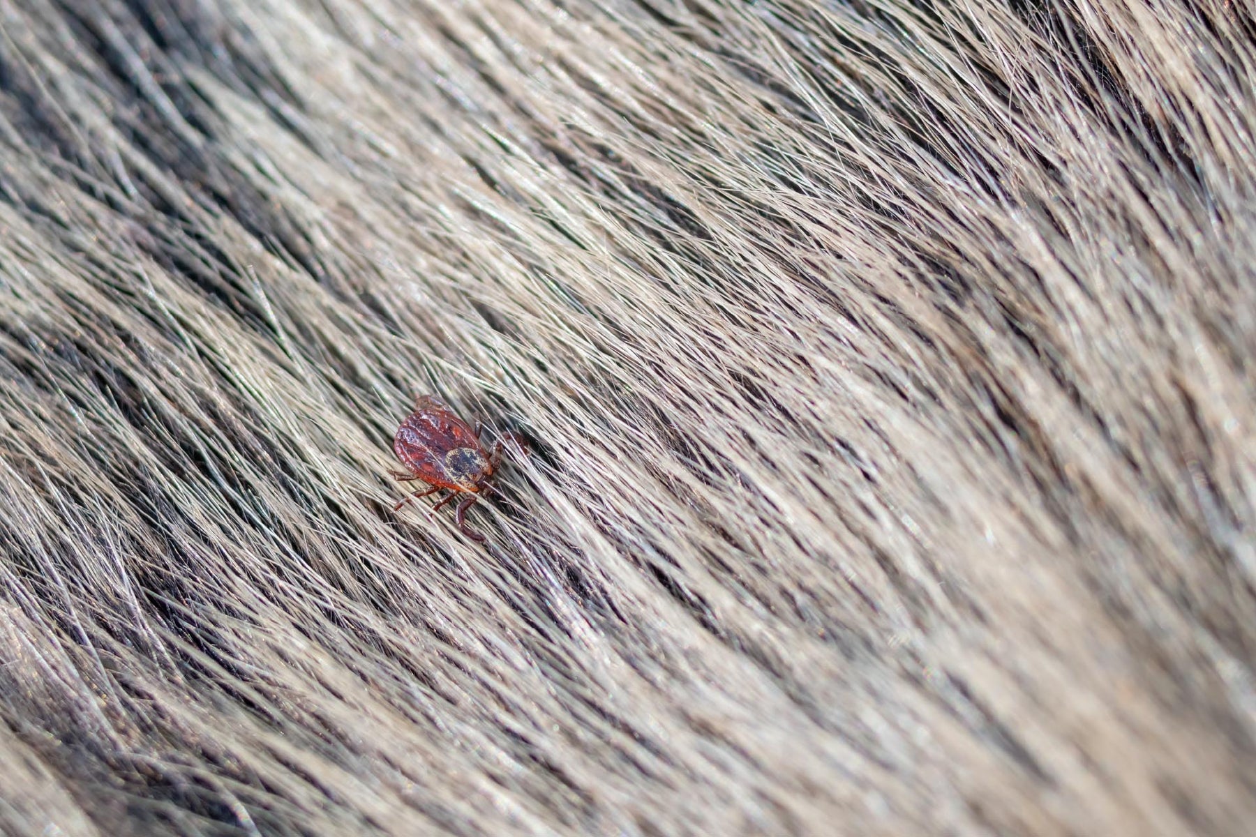 How To Find and Remove A Tick