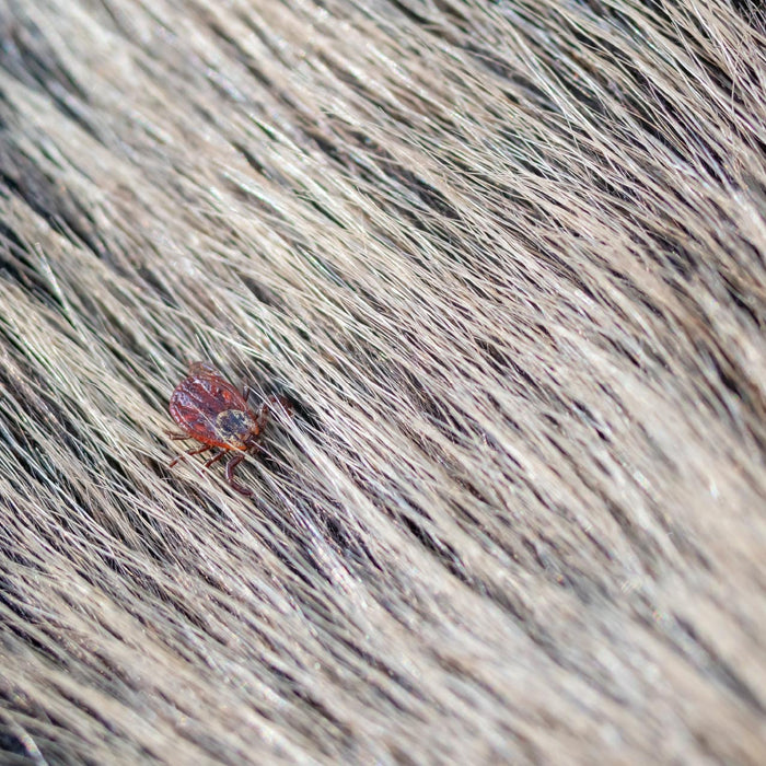 How To Find and Remove A Tick