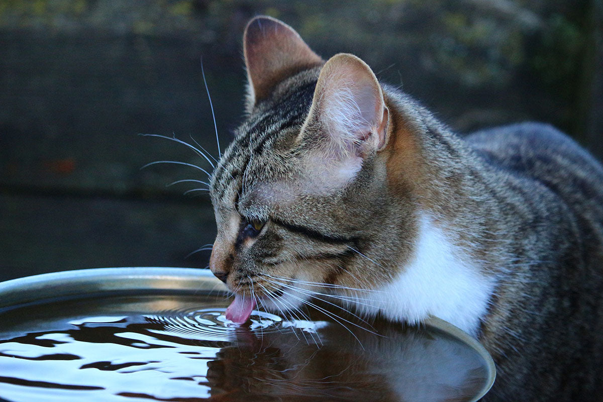 Is My Cat Drinking Enough Water?