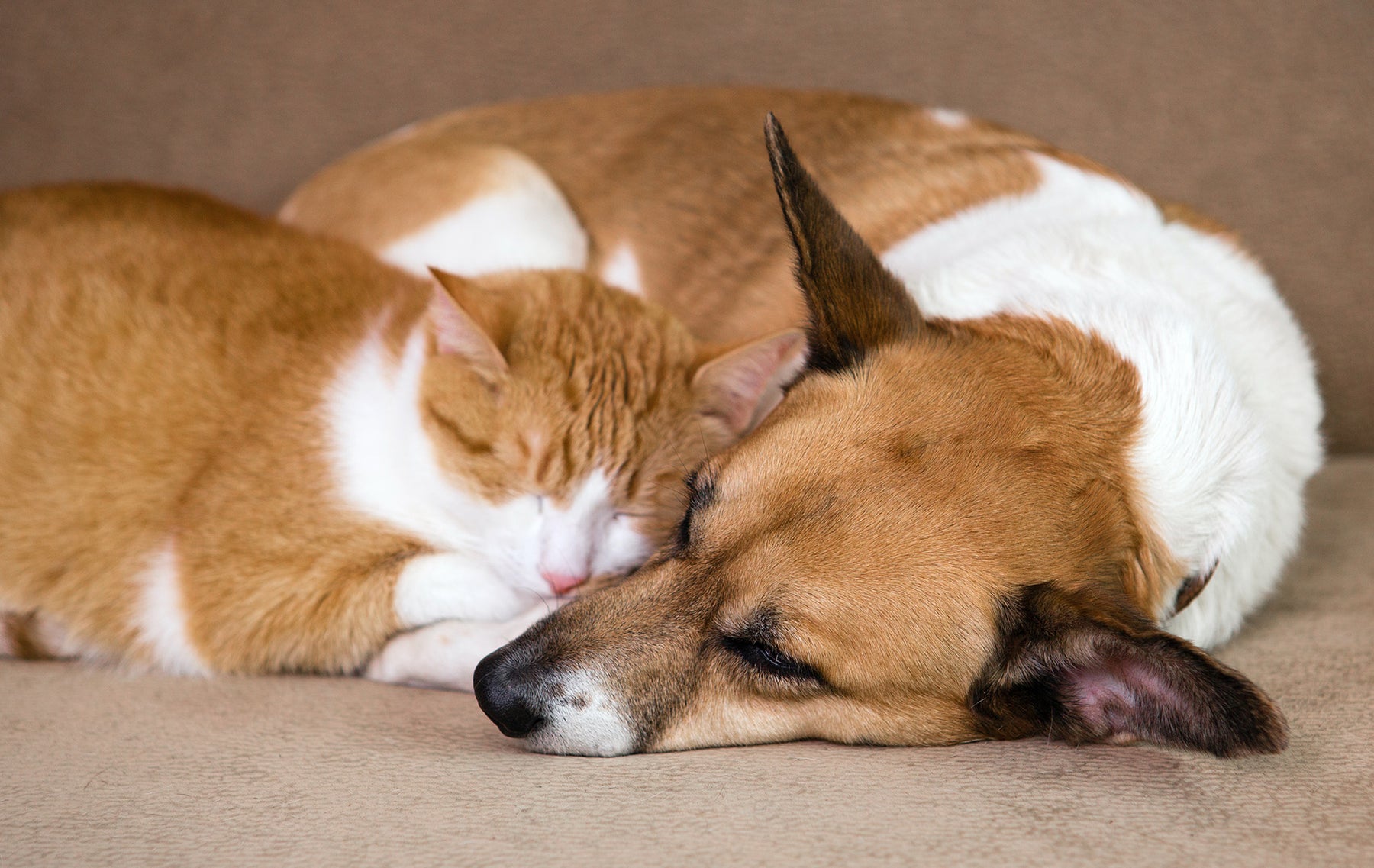How Does Pet Remedy Work?