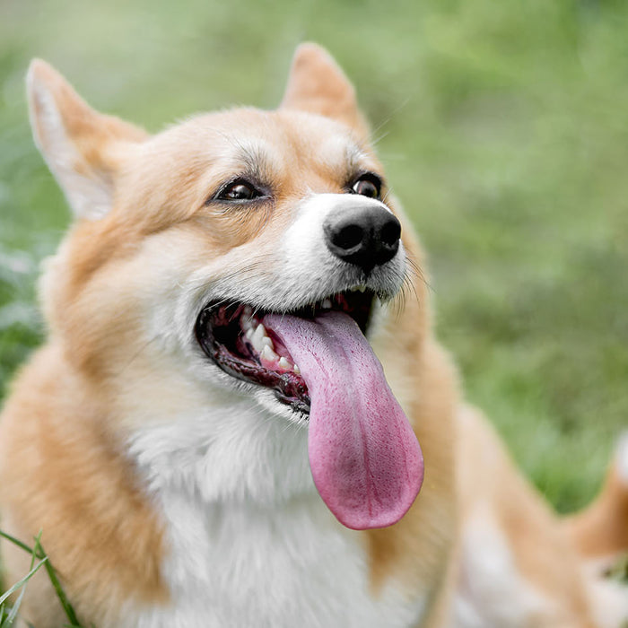 How To Fix Your Dog's Bad Breath