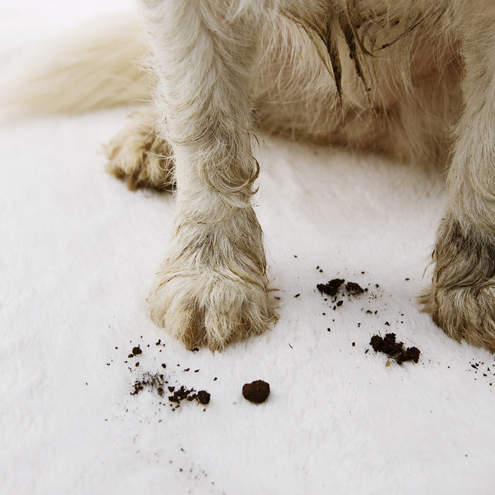 How to Keep Your Dog's Paws Clean