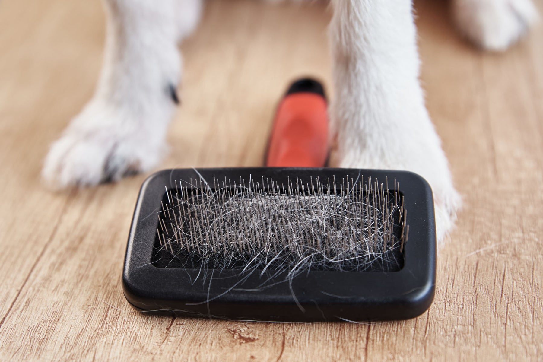 Guest Post: What Brush Is Best For My Dog?