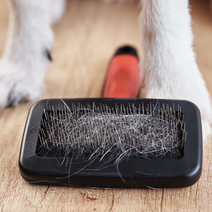 Guest Post: What Brush Is Best For My Dog?