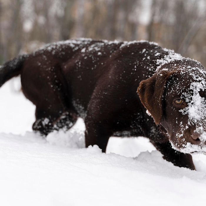 What To Do If Your Dog Gets Dry, Itchy Skin In Winter