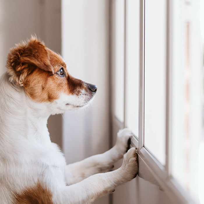 Does My Dog Have Separation Anxiety?