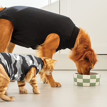 Why Recovery Products Matter More Than Many Pet Owners Realise