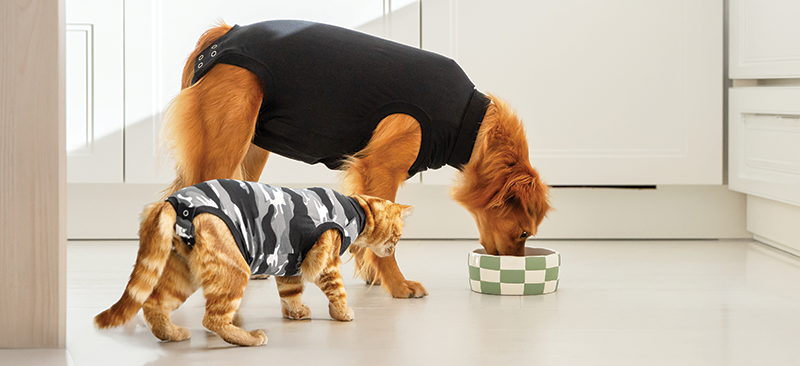 Why Recovery Products Matter More Than Many Pet Owners Realise