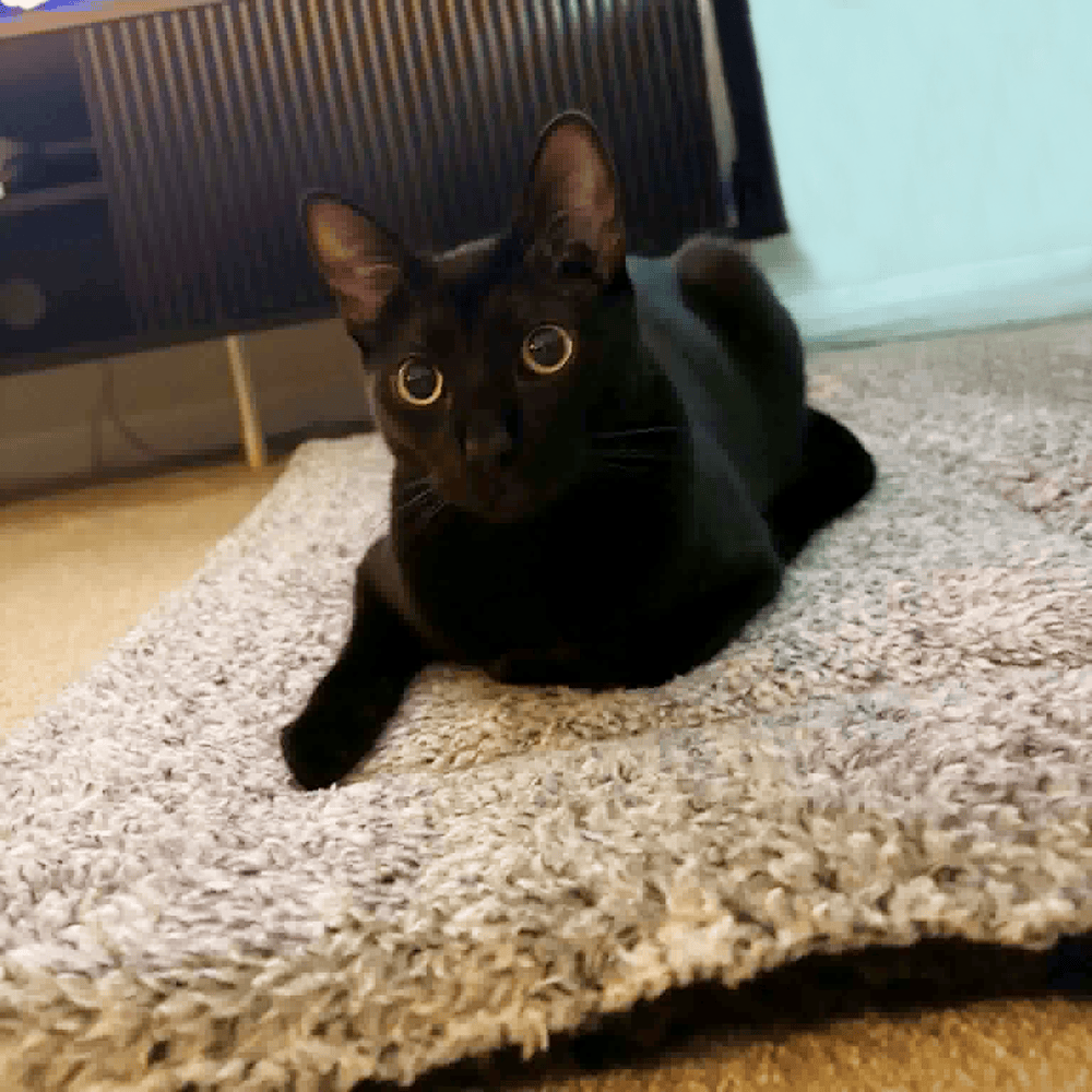 Snug'Em Ultra-Soft Pet Fleece Mat - Speckled