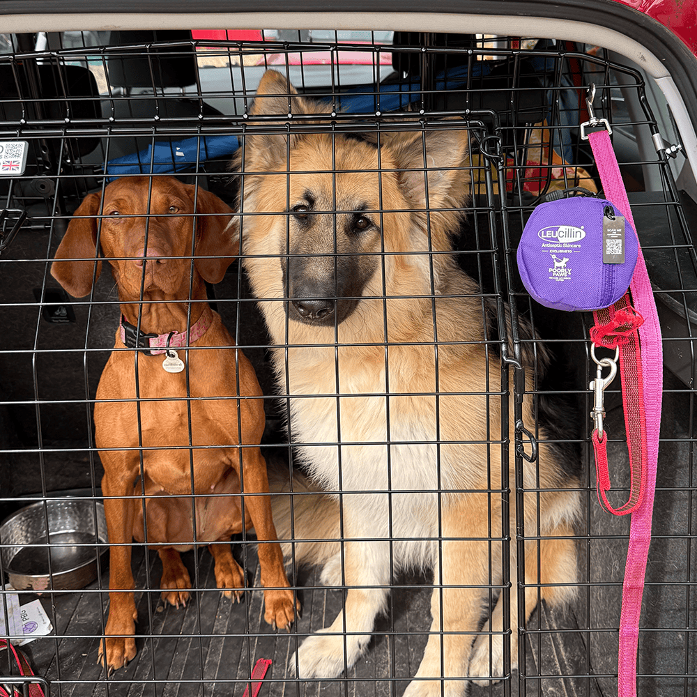Leucillin Canine First Aid Kit