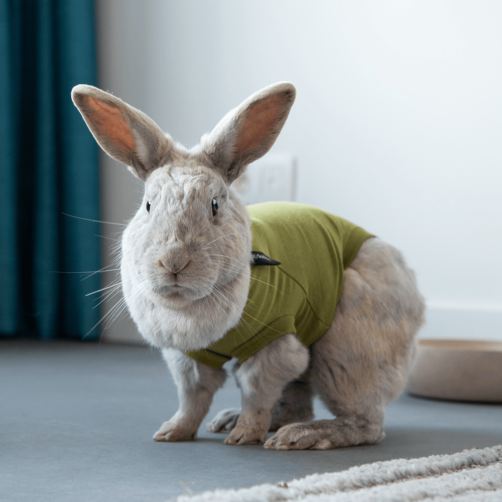 Rabbit Recovery Suit by Suitical - Green