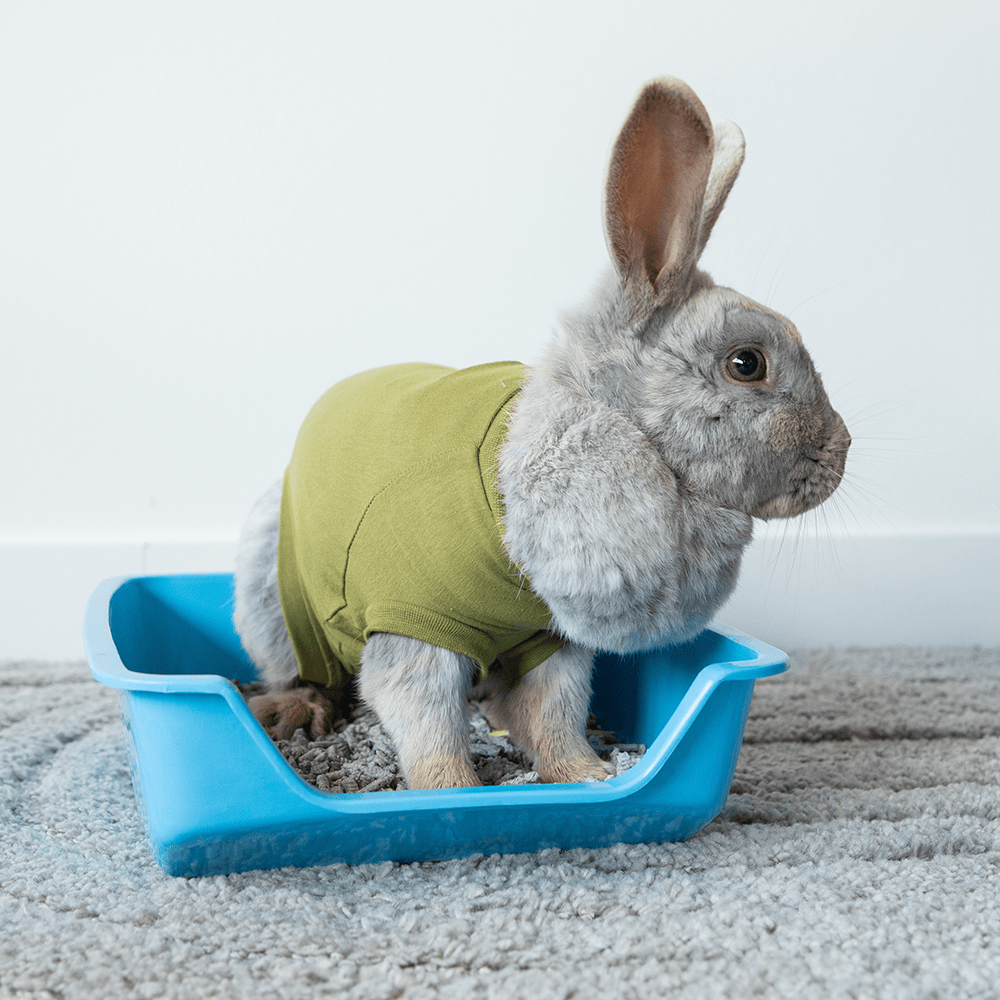 Rabbit Recovery Suit by Suitical - Green